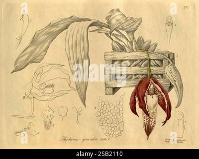 Xenia orchidacea, Leipzig, F.A. Brockhaus, 1858-1900., die Abbildung zeigt eine detaillierte Untersuchung der Orchideenart *Dendrobium grandis*. Hervorzuheben ist eine große, elegant geformte Blume mit satten roten und weißen Farben, die komplizierte Blütenblätter und einzigartige Markierungen zeigt. Die zentrale Blume umgibt verschiedene Skizzen, die verschiedene Teile der Pflanze hervorheben, einschließlich Blätter und Schnittansichten der Blütenstruktur. Jede Komponente ist sorgfältig gekennzeichnet und bietet Einblicke in die botanische Anatomie, wie die Form der Blüte, die Anordnung der Blütenblätter und Stockfoto