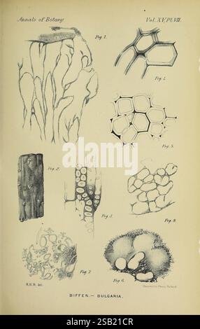 Annalen der Botanik, London, Botanik, Zeitschriften, Pflanzen, diese Abbildung zeigt detaillierte wissenschaftliche Darstellungen verschiedener botanischer Strukturen. Es enthält eine Reihe von beschrifteten Skizzen, die verschiedene Zelltypen und -Anordnungen in Pflanzen darstellen. Die Abbildungen zeigen komplizierte Details wie Zellwände, Wachstumsmuster und Organisationsstrukturen im Pflanzengewebe auf. Jede Figur ist nummeriert und stellt einen eigenen Aspekt der Pflanzenanatomie dar, der die Vielfalt und Komplexität der zellulären Architektur der Pflanzen unterstreicht. Die Quelle der Zeichnungen ist unten vermerkt, indikati Stockfoto