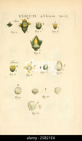 Illustratio systematis sexualis Linnaeani Francofurti ad Moenum, Varrentrapp et Wenner, 1789, Pflanzen, Klassifizierung, Linnaeus, The New York Botanical Garden, Pictorial Works, Carl von Linné, Viscum Album, diese Illustration zeigt eine botanische Studie des Viscum Albums, allgemein bekannt als Mistel. Es zeigt verschiedene Entwicklungsstadien der Pflanze, mit beschrifteten Figuren, die verschiedene Merkmale wie Knospen, Blüten und Früchte hervorheben. Das Arrangement enthält detaillierte Darstellungen sowohl der männlichen als auch der weiblichen Teile, die in einer Weise dargestellt werden, die ihre Formen und Eigenschaften einfängt. Jede Figur Stockfoto