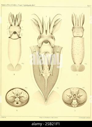 Die Cephalopoden, I. Teil, Berlin, R. Friedländer & Sohn, 1921-1928 Mollusks, Cephalopoda, Neapel, Bucht von Italien, die Abbildung zeigt verschiedene anatomische Darstellungen von Kopffüßern, die insbesondere ihre unterschiedlichen Körperstrukturen hervorheben. Die zentrale Figur zeigt die primäre Form eines Kopffüßchens mit detaillierten Anmerkungen, die verschiedene Teile wie Tentakel, Siphon und Körperform anzeigen. Diese zentrale Darstellung umgibt zusätzliche Ansichten, darunter ein Seitenprofil und eine ventrale Perspektive, die Einblicke in die Anatomie des Organismus bieten. Jeder beschriftete Abschnitt hebt Unterschiede hervor Stockfoto