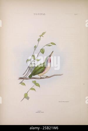 Die Gattungen der Vögel, 1849. Vögel, Verhaltensklassifizierung, Bildwerke, ornithologische Illustration, Eine wunderschön illustrierte Darstellung eines Vogels aus der Familie Todidae mit seinem lebendigen Gefieder und seinen charakteristischen Merkmalen. Der Vogel thront auf einem schlanken Zweig, der mit zarten grünen Blättern geschmückt ist, und fängt einen Moment der Ruhe ein. Bemerkenswerte Merkmale sind der grüne Rücken, der rosafarbene Hals und der leicht gewölbte Hals, der die einzigartige Anatomie unterstreicht. Die Komposition unterstreicht die natürliche Schönheit dieser Art und lädt die Zuschauer ein, die Feinheiten ihres Designs zu schätzen Stockfoto