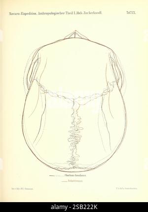 Reise der österreichischen Fregatte Novara Wien Kaiserlich 1861-75, Eine detaillierte anatomische Illustration, die die Rückansicht einer menschlichen Figur darstellt und die Struktur und Konturen des Körpers betont. Das Bild wird von Beschriftungen begleitet, die bestimmte Bereiche kennzeichnen und Merkmale wie das Schlüsselbein und die Lendenwirbelsäule hervorheben. Der Stil spiegelt einen klassischen Ansatz für anatomische Studien wider und kombiniert Kunstfertigkeit und wissenschaftliche Präzision, um Einblicke in die menschliche Anatomie für Bildungszwecke zu ermöglichen. Die Gesamtkomposition zeigt die Feinheiten der menschlichen Form, was einen tieferen Einblick ermöglicht Stockfoto