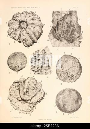 Phylogenie der Echini, Boston, die Gesellschaft, 1912, Paläontologie, Paläozoik, Seeigel, Fossilien, Seeigel, die Illustration zeigt eine Sammlung detaillierter Darstellungen verschiedener fossiler Exemplare, die die komplizierten Texturen und Muster auf ihren Oberflächen zeigen. Jede Probe ist zur Identifizierung mit einem entsprechenden Buchstaben oder einer entsprechenden Nummer gekennzeichnet. Die Anordnung unterstreicht die Vielfalt in Form und Struktur, einschließlich Beispiele, die alten Muscheln und anderen Meereslebewesen ähneln. Die Studie ist Teil einer wissenschaftlichen Erforschung der Paläontologie und unterstreicht die Bedeutung Stockfoto