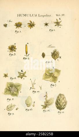 Illustratio systematis sexualis Linnaeani Francofurti ad Moenum Varrentrapp et Wenner 1789 Pflanzenklassifizierung Linnaeus der New Yorker Botanische Garten Bildwerke Carl von Humulus lupulus, diese Illustration zeigt verschiedene botanische Elemente der Hopfenpflanze Humulus lupulus. Sie ist in einer systematischen Anordnung mit gekennzeichneten Figuren angeordnet. Jede Figur hebt verschiedene Teile der Pflanze hervor, einschließlich Blumen, Blätter und Kegel. Zu den beschrifteten Abschnitten gehören männliche und weibliche Blüten, mit Beschriftungen, die ihre spezifischen Merkmale angeben. Das akribische Detail fängt die Nuancen ein Stockfoto