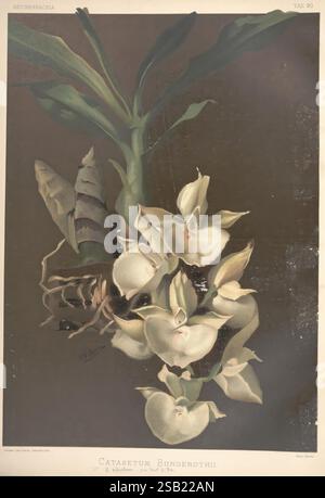 Reichenbachia St. Albans London New York F. Sander & Co. Orchideenzüchter & Importeure H. Sotheran & Co. I. Forstermann 1888-1890 Orchidaceae Catasetum bungerothii Catasetum pileatum Henry Frederick Conrad Sander Orchideen Botanik Flowers Henry George Moon, die Szene zeigt eine exquisite botanische Illustration der **Catasetum Bungerothii** Orchidee. Zarte weiße Blüten mit komplizierten Blütenblättern erstrahlen aus einem üppig grünen Stiel, der durch subtile Anklänge von weichen, erdigen Tönen im Hintergrund unterstrichen wird. Die Komposition fängt die Eleganz der Natur ein und unterstreicht die einzigartige Blumenform der Orchidee Stockfoto