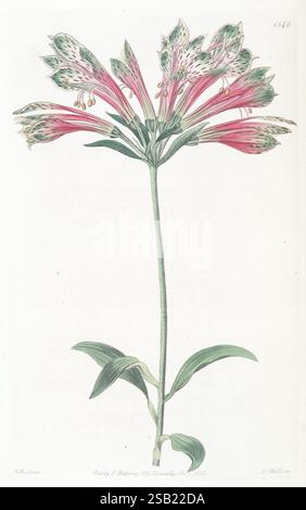 Edwards's, Botanical, Register, London, James, Ridgway, 1829-1847, 1829, 19. Jahrhundert, botanik, Illustration, Botanik, Kupfer, Gravur, England, Gravuren, Grafik, Medien, Großbritannien, Hand, Färben, handkoloriert, Ikonen, Zeitschriften, Bild, Werke, Pflanze, Einführung, Pflanzen, ornamental, 94, Art, Ein wunderschön illustriertes botanisches Exemplar mit einer hohen Blume mit langen Stängeln, die mit leuchtenden rosa und weißen Blüten verziert sind. Die Blütenblätter sind fein gemustert und zeigen filigrane Flecken und dezente Grüntöne an den Spitzen. Die üppig grünen Blätter sind lang Stockfoto