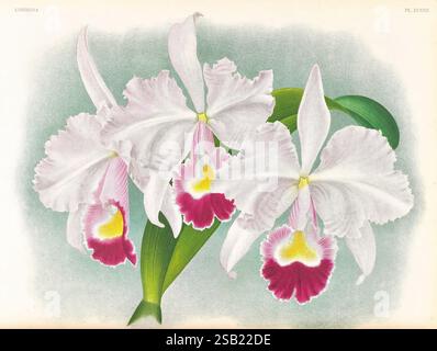 Lindenia, Gand [Belgien], Impr. F. Meyer-van Loo, 1885-1906, Klassifizierung, Reiseführer, Identifizierung, Nomenklatur, populäre Nomenklatur, Orchidaceae, Orchideen, Bildwerke, Terminologie, Eine atemberaubende Komposition aus zarten Orchideenblüten, mit großen Rüschenblüten in weiß mit markanten Akzenten von tiefem Magenta, Gelb und Grüntönen. Die komplizierten Details der Orchidee zeigen die Schönheit der Natur, mit üppigem Laub, das die leuchtenden Blumen anmutig begleitet. Diese Illustration fängt die Eleganz und Komplexität dieser exquisiten Blüten ein und strahlt ein Gefühl der Ruhe aus Stockfoto