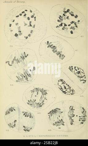 Annalen der Botanik, London, Botanik, Zeitschriften, Pflanzen, die Illustration zeigt eine Reihe botanischer Studien, die verschiedene Zellstrukturen des Nephrodium hirtipes, einer Art Farn, zeigen. Jeder Abschnitt ist sorgfältig detailliert und zeigt die komplizierten Muster und Formen der Sporenfälle mit Nummern, die jedes Exemplar als Referenz kennzeichnen. Die sorgfältige Anordnung hebt die Vielfalt in Form und Struktur hervor und gibt Einblicke in die Fortpflanzungsmechanismen dieser Pflanzenart. Diese Arbeit spiegelt eine wissenschaftliche Erforschung der Botanik wider, wobei Kunstfertigkeit mit akribischer Beobachtung zu d kombiniert wird Stockfoto