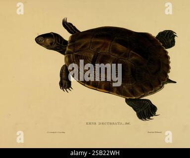 Schildkröten, Schildkröten und Schildkröten London, Paris und Frankfurt, h. Sotheran, J. Baer & Co, 1872, Schildkröten, Terrapin, Testudinidae, Bildwerke, Trachemys decussata, eine Illustration, die eine Schildkröte zeigt, insbesondere die Emys decussata Spezies. Die Schildkröte ist in einer Seitenansicht dargestellt und hebt ihre unverwechselbare Schale hervor, die eine reiche Textur und komplizierte Muster aufweist. Die Gliedmaßen sind ausgestreckt und zeigen das Gurtband zwischen den Klauen. Die Abbildung betont den scharfen Kontrast zwischen den dunkleren Schattierungen der Schale und den helleren Tönen der Schildkröte, wodurch die der Kreatur erfasst wird Stockfoto