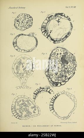 Annals of Botany London Botany Periodicals Plants, Eine Sammlung detaillierter Illustrationen, die verschiedene Arten von Farnreproduktionsstrukturen zeigen, wie sie in der wissenschaftlichen Literatur vorgestellt werden. Die Zahlen sind von 1 bis 8 nummeriert und zeigen jeweils verschiedene Aspekte der phylogenetischen Untersuchung von Farnen. Die Abbildungen zeigen zelluläre Anordnungen und spezifische Merkmale, was zum Verständnis der Farnmorphologie und -Entwicklung beiträgt. Der Text weist darauf hin, dass diese Illustration Teil einer Publikation der "Annalen der Botanik" ist, die ihre Bedeutung für die botanische Forschung unterstreicht. Stockfoto