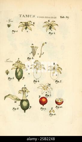 Illustratio systematis sexualis Linnaeani Francofurti ad Moenum Varrentrapp et Wenner 1789 Pflanzenklassifizierung Linné der New Yorker Botanische Garten Bildwerke Carl von Dioscorea communis, die Illustration zeigt botanische Studien der Pflanzenart Tamus communis. Es enthält verschiedene beschriftete Figuren, die verschiedene Teile der Pflanze zeigen, wie Blumen und Früchte. Die wichtigsten Elemente sind die komplizierten Details der Blütenstruktur, einschließlich Blütenblättern und Stigmen, sowie die allgemeine Anatomie der Pflanze. Außerdem zeigen einige Figuren einen Querschnitt der Frucht und des Stuhls Stockfoto