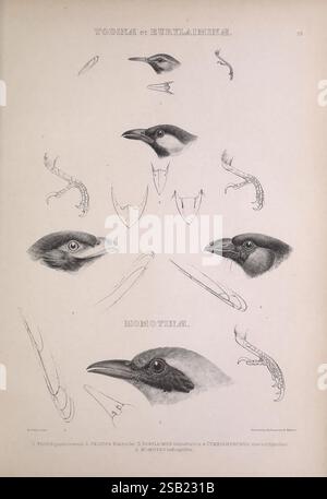 Die Gattungen der Vögel, 1849, Vögel, Verhaltensklassifizierung, Bildwerke, ornithologische Illustration, die Illustration zeigt eine Reihe von detaillierten Studien von verschiedenen Vogelköpfen und Schnäbeln. Oben sind zwei verschiedene Vogelarten abgebildet, die als „Todika“ und „Burylimuna“ gekennzeichnet sind und ihre einzigartigen Schädel- und Gesichtszüge zeigen. Darunter finden sich weitere Studien mit der Bezeichnung „Momotika“, die weitere Einblicke in eine andere Gruppe von Vogelarten geben. Jeder Vogelkopf wird mit präziser anatomischer Genauigkeit gerendert, wodurch die Unterschiede in Schnabelform und -Größe hervorgehoben werden, die ihre jeweilige Gebühr vermuten lassen Stockfoto