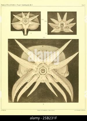 Die Cephalopoden, I. Teil, Berlin, R. Friedländer & Sohn, 1921-1928, Tintenfische, Weichtiere, Cephalopoda, Neapel, Bucht von Italien, diese Illustration zeigt detaillierte anatomische Studien von Kopffüßern mit verschiedenen Ansichten einer Art mit unterschiedlichen Merkmalen. Der Hauptfokus zeigt einen markanten Kopf, der mit langen, schlanken Tentakeln verziert ist, die jeweils strukturierte Sauger aufweisen. Die zusätzlichen Diagramme oben bieten beschriftete Ansichten, die spezifische anatomische Strukturen wie Augen und zentrale Körpermasse hervorheben. Die akribische Liebe zum Detail unterstreicht die Komplexität und Vielfalt von Cephalopod ana Stockfoto