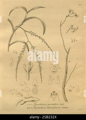Xenia orchidacea, Leipzig, F.A. Brockhaus, 1858-1900., das Kunstwerk zeigt eine detaillierte botanische Illustration verschiedener Pflanzenarten aus der Familie der Orchidaceae. Im oberen Bereich zeigen zwei Hauptzweige komplizierte Blätter und Blumenstrukturen. Jedes Teil ist mit Nummern versehen, die spezifischen Merkmalen entsprechen, einschließlich Blumenarrangements und Laubtypen. Zusätzlich zeigt eine Reihe kleinerer Abbildungen am unteren Rand die einzigartigen Merkmale verschiedener Blütenteile und -Formen, wie Blütenblätter, Sepalen und Fortpflanzungsstrukturen. Beschriftungen heben wissenschaftliche in hervor Stockfoto