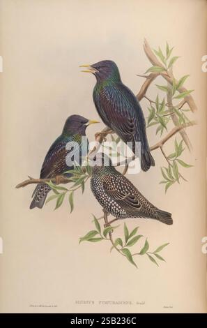Birds of Asia, by John Gould, London, Printed by Taylor and Francis, pub. by the author 1850-1883, Asia, birds, pictorial works, Three starlings are perched gracefully on a branch adorned with delicate green leaves. The two birds positioned at the top display iridescent plumage featuring shimmering shades of green and blue, their slender bodies and sharp beaks hinting at their lively nature. The third bird, resting below, exhibits a strikingly different appearance, characterized by a speckled pattern of dark and light shades across its feathers. This composition captures the elegance and diver Stockfoto