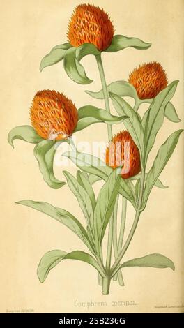 Revue, Horticole, Paris, Librairie, Agricole, de la maison rustique, 1829-1974, Frankreich, Gartenbau, Zeitschriften, Taxonomie, Binomial, Gomphrena coccinea, Eine wunderschön illustrierte Darstellung von Gomphrena coccinea, allgemein bekannt als Globus Amaranth. Die Pflanze verfügt über markante, abgerundete Blütenbündel in leuchtenden Orangetönen, umgeben von üppig grünen Blättern. Die komplizierten Details unterstreichen die Textur der Blumen und zeigen ihre einzigartigen abgerundeten Formen und ihr spitzes Aussehen. Die Komposition strahlt ein Gefühl natürlicher Schönheit und botanischer Eleganz aus und zelebriert den Charme dieses Ornamens Stockfoto