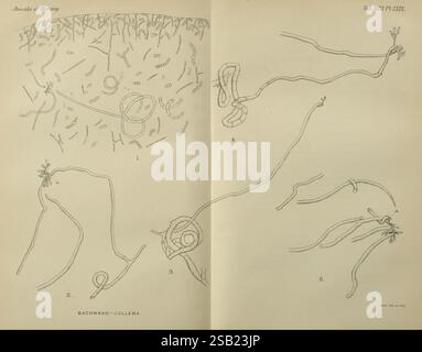 Annalen der Botanik, London, Botanik, Zeitschriften, Pflanzen, diese Abbildung zeigt verschiedene mikroskopische Strukturen im Zusammenhang mit der Botanik und zeigt komplizierte Details von Pilz- oder Algenformen. Der obere Abschnitt zeigt mehrere vergrößerte Ansichten fadenförmiger Organismen, die ihre charakteristischen Formen und Texturen veranschaulichen und mit numerischen Referenzen beschriftet sind. Im Folgenden werden verschiedene Stadien oder Variationen dieser Organismen hervorgehoben, wobei ihre komplexen Strukturen und ihre potenziellen Fortpflanzungsmerkmale hervorgehoben werden. Die gesamte Komposition dient als pädagogische Ressource und trägt zum bei Stockfoto