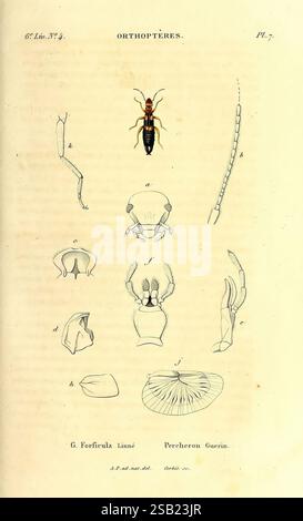 Genera des insectes, ou, Exposition détaillée de tous les caractères propres à chacun des genres de cette classe d'animaux Paris, Méquignon-Marvis, 1835-1838, Klassifizierung, Insekten, Bildwerke, die Abbildung zeigt eine entomologische Untersuchung eines Insekts aus der Ordnung Orthoptera, die verschiedene anatomische Teile zeigt. In der Mitte ist eine detaillierte Darstellung des Insekts, möglicherweise einer wespenähnlichen Kreatur, mit Buchstaben versehen, um bestimmte Merkmale zu identifizieren. Um die mittlere Figur herum sind kleinere Zeichnungen zu sehen, die verschiedene Körpersegmente und Anhängsel hervorheben, einschließlich Antennen, Beine und wi Stockfoto