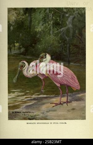 The American Natural History, New York, C. Scribner's Sons, 1914. Natural History, North America, Spoonbill, die Szene zeigt zwei elegante Rosenlöffler, die anmutig am Ufer des Wassers stehen. Ihr markantes Gefieder zeigt leuchtende Rosa-Töne, ergänzt durch ihre charakteristischen löffelförmigen Schellen. Der Hintergrund zeigt einen ruhigen natürlichen Lebensraum mit üppiger Vegetation und Reflexionen auf der Wasseroberfläche, was auf eine friedliche Feuchtlandschaft hindeutet. Die komplizierten Details der Federn der Vögel werden hervorgehoben, zusammen mit der sanften Krümmung ihrer Hälse, wenn sie wie verfälscht erscheinen Stockfoto
