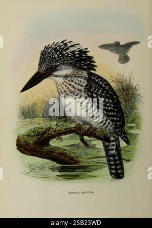 Eine Monografie der Alcedinidae, London, veröffentlicht vom Autor 1868-1871, Vogel, Vögel, Ornithologie, Königfischer, John Gerrard Keulemans, Museum of Comparative Zoology, Ceryle guttata, Eine eindrucksvolle Darstellung einer Ceryle guttata, allgemein bekannt als der Spot-Billed Kingfisher, thront anmutig auf einem Zweig über einem ruhigen Gewässer. Der Vogel zeichnet sich durch sein unverwechselbares, stacheliges Wappen und sein kompliziertes Gefieder aus, mit einer Mischung aus auffälligen Mustern und Flecken. Im Hintergrund erscheint ein zweiter Vogel im Flug und fügt der Szene ein dynamisches Element hinzu. Die natürliche Umgebung fängt das Wesen des Vogels ein Stockfoto