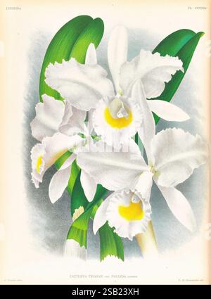 Lindenia, Gand [Belgien], Impr. F. Meyer-van Loo, 1885-1906. Klassifizierung, Reiseführer, Identifizierung, Nomenklatur, Nomenklatur populär, Orchidaceae, Orchideen, Bildwerke, Terminologie. Eine atemberaubende botanische Illustration mit einer Gruppe von Cattleya trianae var. Pallida-Orchideen. Die Blüten zeichnen sich durch zarte, weiße Blütenblätter aus, die sich anmutig entfalten und jeweils mit einem leuchtend gelben Zentrum verziert sind. Üppige, grüne Blätter dienen als Kulisse und verstärken die Eleganz der Blüten. Das detailreiche Rendering erfasst die komplizierte Struktur und Textur der Blumen und des Laubs, Showca Stockfoto