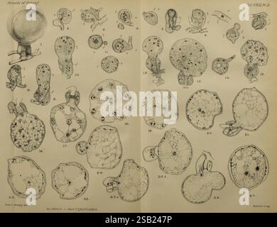 Annalen der Botanik, London, Botanik, Zeitschriften, Pflanzen. eine detaillierte Darstellung verschiedener mikroskopischer Organismen, insbesondere mit Schwerpunkt auf Arten, die der Gattung Phytophthora zugeschrieben werden. Das Bild enthält zahlreiche beschriftete Figuren, die jeweils unterschiedliche Formen und Strukturen aufweisen, die für diese Mikroorganismen charakteristisch sind. Die Organismen werden in verschiedenen Ansichten dargestellt, wobei ihre einzigartigen Morphologien, einschließlich ihrer zellulären Merkmale, Fortpflanzungsstrukturen und Oberflächenstrukturen, hervorgehoben werden. Das Kunstwerk kombiniert wissenschaftliche Genauigkeit mit komplexen Details und zeigt die Vielfalt und Komplexität dieser Importe Stockfoto