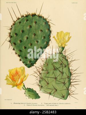 Die Cactaceae Washington, Carnegie Institution of Washington, 1919-1923, cactaceae, Klassifikation, Bildwerke, the New York Botanical Garden, Mary Emily Eaton, Mary Emily Eaton, 5, Opuntia fuscoatra, Opuntia sulfurea, Opuntia tenuispina, Meeaton, Women in Science, Cactus, die Abbildung zeigt drei verschiedene Kakteen-Sorten, die ihre charakteristischen Formen und Eigenschaften zeigen. 1. Die Blüte von Opuntia Ficus-indica ist deutlich sichtbar dargestellt und mit leuchtend gelben Blüten geschmückt, die ihre Schönheit und die ökologische Rolle ihrer Blüten hervorheben. 2. Der obere Teil von Opuntia Stockfoto