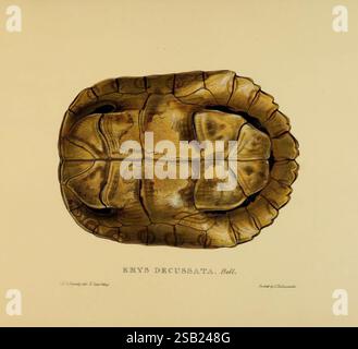 Schildkröten, Terrapins, Schildkröten, London, Paris, Frankfurt, H. Sotheran, J. Baer & Co, 1872, Schildkröten, Terrapins, Testudinidae, Bildwerke, Trachemys decussata, Eine detaillierte Illustration einer Schildkrötenschale, die die komplizierten Muster und Texturen ihrer Oberfläche zeigt. Die Schale wird von oben nach unten gezeigt, wobei die charakteristische Form und die Anordnung der Schlitze (die großen, knöchernen Platten) hervorgehoben werden. Die Farbpalette verfügt über weiche Erdtöne, die die natürliche Schönheit der Schale betonen. Unter der Abbildung befindet sich ein Etikett mit dem wissenschaftlichen Namen „Emys drassuata“ und Addi Stockfoto