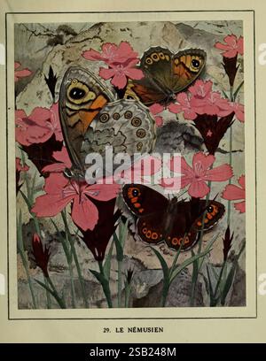 Les Papillons dans la Nature NeuchÃ¢tel, Ã 30ditions Delachaux and NiestlÃ, s.A, 1934, Insekten, schmetterlinge, Bildwerke, Arthropoden, Arthropoden, Paul André Robert, Entomologie, Botanik, Schmetterlinge, Pararge Aegeria, große Wand brauner Schmetterling, Dianthus carthusianorum, Kartäuserrosa, Histsciart, Eine lebendige Szene zeigt drei Schmetterlinge, die anmutig zwischen blühenden rosa Nelken thronen. Die Schmetterlinge weisen komplizierte Muster auf ihren Flügeln auf, wobei der eine markante orange und schwarze Flecken aufweist, während der andere markante Augenmarkierungen aufweist. Der florale Hintergrund unterstreicht die Schönheit Stockfoto