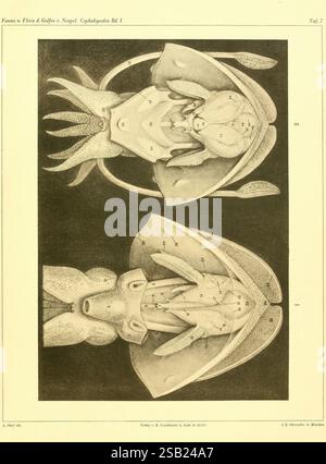 Die Cephalopoden, I. Teil, Berlin, R. Friedländer & Sohn, 1921-1928 Mollusks Cephalopoda Naples Bay of Italy, die Abbildung zeigt eine detaillierte anatomische Untersuchung von Kopffüßern, die zwei zum Vergleich angelegte Exemplare zeigt. Jede Kreatur ist mit nummerierten Referenzen versehen, die verschiedene biologische Strukturen und Organe anzeigen. Das obere und das untere Exemplar werden gespiegelt, was eine klare visuelle Gegenüberstellung ihrer anatomischen Merkmale ermöglicht. Die Beschriftung umfasst Körperteile, wie den Mantel, Arme und innere Organe, die durch Anmerkungen hervorgehoben werden, die das erklären Stockfoto