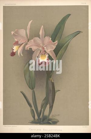 Reichenbachia, St Albans, London, New York, F Sander & Co, Orchideenbauern & Importeuren, H Sotheran & Co, I Forstermann, 1888-1890, orchidaceae, Cattleya ballantiniana, Henry Frederick Conrad Sander, Orchideen, Botanik, Blumen, Henry George Moon, das Kunstwerk zeigt eine exquisite Illustration von *Cattleya Ballantiniana* mit ihren zarten Blüten. Die Blüten mit ihren zarten rosa Blüten und markanten burgunderroten Markierungen sind elegant auf sattgrünen Blättern positioniert. Die Komposition fängt die komplizierten Details der floralen Struktur ein und hebt die einzigartigen Eigenschaften der Orchidee hervor Stockfoto