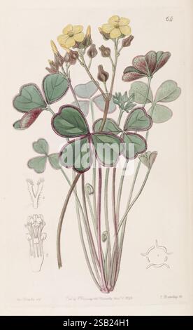 Edwards botanisches Register London James Ridgway 1829-1847 1829 19. Jahrhundert Botanik Kupferstich England Graphic Media Großbritannien handkolorierte Icônes Periodika Pictorial Works Pflanzeneinführung Pflanzen ornamental James Ridgway Taxonomie: Kingdom = Plantae Flowers Sarah Ann Drake 2 Frauen in Wissenschaft Oxalis rubrocincta Oxalis megallorrhiza Rotkantiger Sauerampfer Sarah Ann Drake Stockfoto