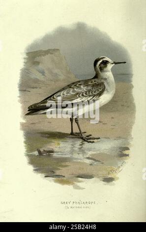 Bekannte Wildvögel, London, New York, Cassell, 1883, Vögel, Wörterbücher, Bildwerke, Phalaropus fulicarius, Red Phalarope, Ornithologie, Walters Waysland, Archibald Thorburn Stockfoto