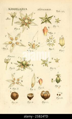 Illustratio Systematis Sexualis Linnaeani Francofurti ad Moenum, Varrentrapp et Wenner, 1789, Pflanzen, Klassifizierung, Linnaeus, The New York Botanical Garden, Pictorial Works, Carl von., diese Illustration zeigt eine botanische Studie der Kiggelaria-Arten, die verschiedene Stadien ihrer Blumen und Früchte zeigt. Die beschrifteten Figuren zeigen verschiedene Blumenformen, sowohl männliche als auch weibliche Exemplare, sowie detaillierte Darstellungen der Anatomie der Pflanze, wie Blütenblätter, Sepalen und Fortpflanzungsstrukturen. Die verschiedenen Phasen der Fruchtentwicklung werden ebenfalls veranschaulicht, wobei der Übergang von Stockfoto