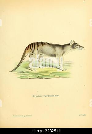 Matrize, Säugthiere, in, Abbildungen, nach, der, Natur, Erlangen, Expedition, des, Schreber'schen, säugthier, und, des, Esper'schen, Schmetterlingswerkes, 1774, 1846, Säugetiere, bildhaft, Works, Australien, thylacin, Tasmanisch, Tiger, diese Abbildung zeigt den Tasmanischen Tiger, auch bekannt als Thylacinus cynocephalus, in einem Seitenprofil dargestellt. Das Tier zeichnet sich durch seinen langgestreckten Körper, seine schlanke Schnauze und seine markanten Streifen über den Rücken aus, die als Zeichen seines Aussehens dienen. Das Thylacin steht auf einem grasbewachsenen Gelände und zeigt seine aufrechte Haltung und Statur Stockfoto