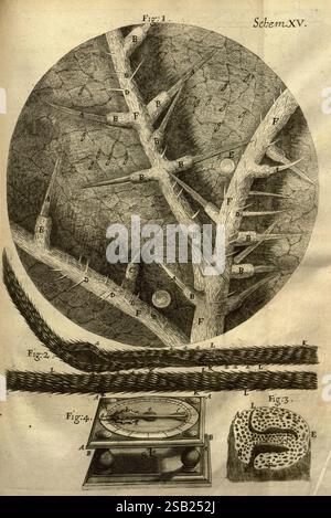 Mikrographia, oder einige physiologische Beschreibungen von winzigen Körpern, hergestellt durch Lupen, London, gedruckt von Jo. Martyn und Ja. Allestry, Drucker der Royal Society, 1665, Mikroskopie, Naturgeschichte, prälinneanische Werke, 19, diese Abbildung zeigt einen detaillierten Schaltplan mit der Bezeichnung „Schem XV“, der verschiedene Elemente einer komplexen Struktur darstellt. In der Mitte befindet sich eine große kreisförmige Darstellung mit komplexen Zweigen, die mit Buchstaben wie A, B, E und F gekennzeichnet sind, die bestimmte Teile der Anatomie oder Struktur darstellen, die dargestellt werden. Um dieses zentrale Diagramm herum gibt es kleinere Illusionen Stockfoto