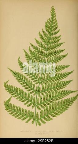Farne, britisch, exotisch, 1856-60, Farne, eine detaillierte Abbildung zeigt einen großen Farn, insbesondere das Aspidium Wilexicum, und betont die komplizierte Struktur seiner Wedel. Das Bild hebt die üppigen, grünen Blätter mit fein geteilten Blättern hervor und zeigt ihre zarten Adern und Texturen. Unter den Wedern zeigen sich an den Unterseiten eine Reihe kleiner, dunkler Flecken, die für die Fortpflanzung der Pflanze von entscheidender Bedeutung sind. Die Komposition steht vor einem subtilen, gedämpften Hintergrund, der das lebendige Grün des Farns unterstreicht und eine naturalistische, botanische Ästhetik bietet. Stockfoto