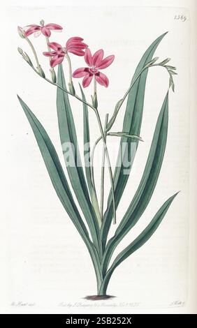 Edwards botanisches Register London James Ridgway 1829-1847 1829 botanische Illustration Botanik Kupferstich England Gravuren Grafikmedien Großbritannien handkolorierte Ikonen Zeitschriften Bildwerke Pflanzeneinführungspflanzen ornamental 92 Arthropod, Eine botanische Illustration, die eine Gruppe zarter rosa Blumen zeigt, mit langen, anmutig nach außen gewölbten Blütenblättern, angeordnet auf schlanken grünen Stielen. Das florale Arrangement wird durch lang gezogene, leuchtend grüne Blätter ergänzt, die sich von der Basis ausbreiten. Das detaillierte Rendering erfasst die int Stockfoto