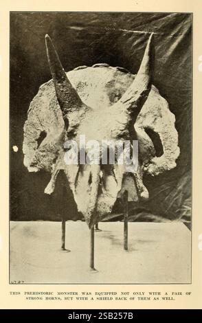 The Human Side of Animals, New York, Frederick A. Stokes Company, [1918]. Das Bild zeigt den Schädel einer prähistorischen Kreatur, der durch seine markanten, langgestreckten Hörner und eine breite, flache Struktur gekennzeichnet ist. Der Schädel ist aufrecht positioniert und zeigt die komplizierten Details der Knochenstruktur, einschließlich der Texturen und Konturen, die seine einzigartige Form definieren. Zwei Stützständer halten den Schädel an Ort und Stelle, was seine Bedeutung für die paläontologische Untersuchung unterstreicht. Eine Beschriftung zeigt an, dass dieses Exemplar Einblicke in die Eigenschaften und Anpassungen der Antike bietet Stockfoto