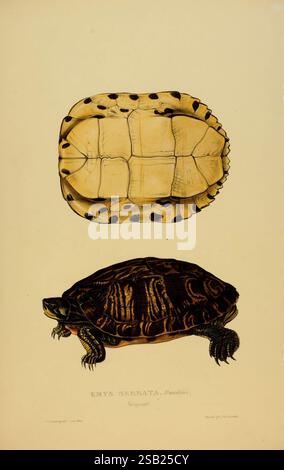 Schildkröten, Terrapins, Schildkröten, London, Paris, Frankfort, H. Sotheran, J. Baer & Co, 1872, Turtles, Terrapin, Testudinidae, Bildwerke, Trachemysscripta, das Bild zeigt zwei Illustrationen der Emys serrata, einer Schildkrötenart. Die obere Abbildung zeigt die Draufsicht der Schildkrötenschale, wobei die charakteristische Form und die komplizierten Muster hervorgehoben werden, einschließlich dunkler Flecken auf einem helleren Hintergrund. Die untere Abbildung zeigt eine Seitenansicht derselben Schildkröte, die ihren robusten Körper und zusätzliche Details wie die glatte Hautstruktur und die charakteristischen Markierungen auf ihrer Schildkröte zeigt Stockfoto
