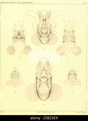 Die Cephalopoden, I. Teil, Berlin, R. Friedländer & Sohn, 1921-1928, Mollusks, Cephalopoda, Naples Bay of Italy, Eine Reihe detaillierter Illustrationen, die verschiedene anatomische Strukturen von Kopffüßern zeigen. Die oberen Abschnitte zeigen komplexe Ansichten der Organismen, wobei ihre Besonderheiten und Körperpläne hervorgehoben werden, einschließlich der Aspekte ihrer Köpfe, Arme und inneren Systeme. Jede nummerierte Illustration ist sorgfältig beschriftet und enthält sowohl eine Seitenansicht als auch eine Rückenansicht, die einen Einblick in die einzigartigen Anpassungen dieser Meeresbewohner bietet. Die sorgfältigen Renderings betonen die Complle Stockfoto