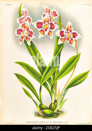 Lindenia, Gand [Belgien], Impr. F. Meyer-van Loo, 1885-1906. Klassifizierung, Reiseführer, Identifizierung, Nomenklatur, populäre Nomenklatur, Orchidaceae, Orchideen, Bildwerke, Terminologie, Eine lebendige Darstellung einer Odontoglossum crispum Orchideensorte, bekannt als reine Emma. Die Illustration zeigt auffällige Blumen mit komplizierten Mustern in Rosa- und Weißtönen, die auf sattgrünen Blättern stehen. Die Pflanze ist in einer natürlichen Haltung dargestellt, die ihre anmutige Form betont, mit mehreren Blüten, die aus markanten Stängeln hervortreten. Die Gesamtkomposition unterstreicht die Schönheit und das Detail dieses exquisiten Stockfoto