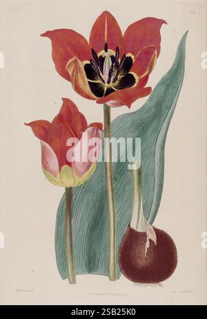 The Botanical Register, London, gedruckt für James Ridgway, 1815-1828, 1815, 19. Jahrhundert, Botanik, Kupferstiche, England, Grafikmedien, Großbritannien, handkoloriert, Ikonen, Zeitschriften, Bildwerke, Pflanzeneinführungen, Zierpflanzen, 70., Eine lebendige botanische Illustration zeigt zwei auffällige Tulpenblüten. Die größere Tulpe mit ihren feurig roten Blüten und der dramatischen Mitte in Schwarz und Gelb steht neben einer zarteren rosa Tulpenknospe. Beide Blüten werden elegant durch ihre üppig grünen Blätter ergänzt, die der Komposition eine anmutige Kurve verleihen. Zusätzlich ein Rou Stockfoto