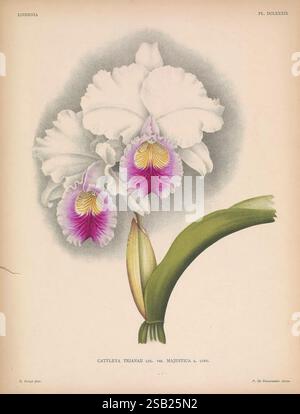 Lindenia Gand [Belgien] Impr. F. Meyer-van Loo 1885-1906 Klassifizierung Reiseführer Identifikation Nomenklatur Popular Orchidaceae Orchideen Bildwerke Terminologie Blumen Stiele Blätter, eine exquisite Illustration einer Cattleya trianae Orchidee mit ihren eleganten, üppigen Blütenblättern. Die florale Ausstellung zeigt markante weiße Blüten mit zarten Fransenkanten, ergänzt durch ein markantes Herz aus tiefem Magenta und leuchtendem Gelb in der Mitte. Unter den Blüten setzt ein breites grünes Blatt einen frischen, natürlichen Kontrast und betont die komplizierten Details der Blütenblätter. Dieser botanische Artwor Stockfoto