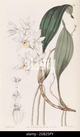 Edwards botanisches Register London James Ridgway 1829-1847 1829 19. Jahrhundert Botanik Kupferstich England Graphic Media Großbritannien handkolorierte Icônes Periodika Pictorial Works Plant Introduction Plants ornamental Aganisia pulchella Sarah Ann Drake Women in der Wissenschaft zeigt das Kunstwerk eine botanische Illustration, die eine zarte Gruppe von Orchideenblüten mit fünf Blütenblättern zeigt, die jeweils eine Mischung aus weiß und subtilen von Gelb und Violett zeigen. Die Blüten werden von langen, glänzend grünen Blättern begleitet, die eine markante zentrale Vene aufweisen. Links eine detaillierte Darstellung von Th Stockfoto