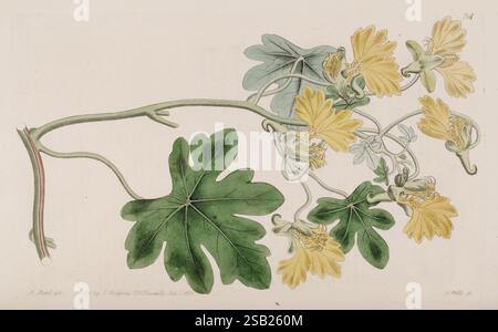 The Botanical Register, London, gedruckt für James Ridgway, 1815-1828, 1815, 19. Jahrhundert, Botanik, Kupferstiche, England, Grafikmedien, Großbritannien, handkoloriert, Ikonen, Zeitschriften, Bildwerke, Pflanzeneinführungen, Zierpflanzen, 43, Eine botanische Illustration, die eine blühende Rebe mit leuchtend gelben Blüten und breiten, gelappten grünen Blättern zeigt. Die Rebe ist mit feinen Details dargestellt, die die komplizierte Struktur der Blüten und die Textur der Blätter hervorheben. Die Zusammensetzung betont die natürliche Schönheit und Komplexität der Pflanze, wobei die Stiele anmutig geschwungen sind. Stockfoto