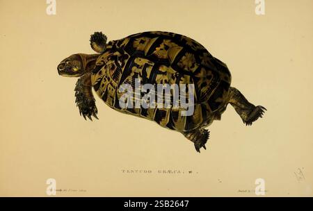 Schildkröten, Schildkröten und Schildkröten, London, Paris, und Frankfurt, H. Sotheran, J. Baer & Co, 1872. Schildkröten, Terrapin, Testudinidae, Bildwerke, Testudo graeca, die Illustration zeigt eine detaillierte Darstellung einer Schildkröte, hervorzuheben ist ihre gewölbte Schale mit komplizierten Mustern, die an geometrische Designs erinnern. Die Färbung der Schale variiert von kräftigem Braun bis hin zu dezentem Gelb, was die einzigartigen Markierungen hervorhebt, die die Art charakterisieren. Die Schildkröte ist wie in Bewegung positioniert, mit ausgestreckten Gliedmaßen und sichtbaren Krallen, was ihre naturalistische Haltung unterstreicht. Unterhalb der NAO Stockfoto