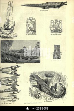 Das Bildermuseum der animierten Natur, London, C. Cox, [1844?], Zoologie, diese Sammlung zeigt verschiedene Illustrationen von Krokodilen und ihren anatomischen Merkmalen. Oben links ist eine menschliche Figur in dramatischer Pose dargestellt, die möglicherweise eine Beziehung zur Natur hervorhebt. Daneben befinden sich künstlerische Darstellungen antiker Krokodyliformen mit Gravuren ihrer physischen Eigenschaften und Lebensräume. Darunter zeigen mehrere Schädel die unterschiedlichen Strukturen von Krokodilköpfen, die die evolutionären Aspekte ihrer Anatomie betonen. Unten rechts, ein Detai Stockfoto