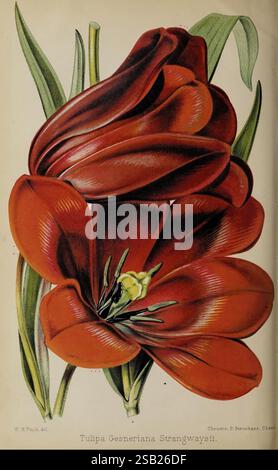 Der Florist Und Pomologe Und Vorstadtgärtner. London, 1880, Flower Gardening, Obstkultur, Gartenarbeit, Großbritannien, Zeitschriften, Eine lebendige Illustration einer Tulpe, die die markanten Blütenblätter in tiefroten Tönen zeigt, die sich elegant krümmen und überlappen. Die komplexen Details der Blüte werden hervorgehoben, darunter die zarte Textur der Blütenblätter und die kontrastierenden gelben und grünen Staubblätter in der Mitte. Die Tulpe umgibt üppig grüne Blätter, die der Zusammensetzung ein natürliches Gleichgewicht verleihen. Der Titel „Tulipa gesneriana Strangwaysii“ ist elegant eingeschrieben und bietet eine botanische Kennzeichnung Stockfoto