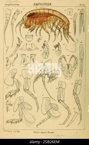 Ein Bericht über die Crustacea von Norwegen, Christiania, A. Cammermeyer, 1895-1928, Crustacea, Norwegen, Krebstiere, Eine detaillierte wissenschaftliche Illustration, die verschiedene anatomische Merkmale und Strukturen von Amphipoden zeigt, insbesondere die Art Astyra abyssii. Das Bildmaterial enthält beschriftete Diagramme, in denen verschiedene Körperteile wie Antennen, Mundteile und Beine hervorgehoben werden, die in einem übersichtlichen und organisierten Layout dargestellt werden. Jeder Abschnitt ist sorgfältig mit Buchstaben versehen, um spezifische Strukturen kennenzulernen, was einen umfassenden Bezug für die Untersuchung dieser Krebstiere bietet. Die Abbildung emph Stockfoto